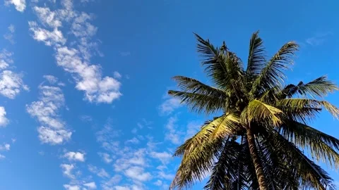 Coconut tree2 Stock Footage 321523347