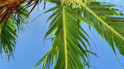 Coconut trees against blue sky, tropical landscape Video stock 296584102