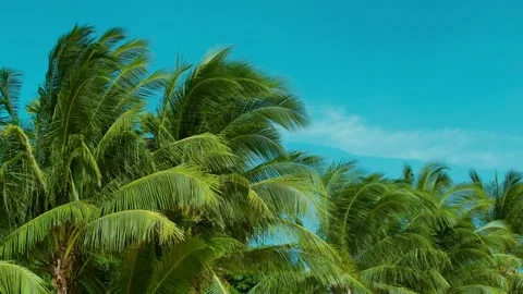Coconut Trees Against a Clear Daytime Backdrop Stock Footage 342900050