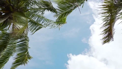  coconut trees against cloudy sky,No people,Hawaii	 Stock Footage 156856352