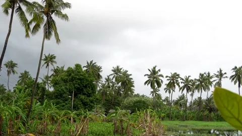 Coconut Trees Along the Coast During Tropical Monsoon Weather Stock Footage 343555393