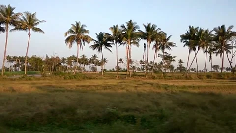 Coconut trees along train track 스톡 동영상 154271292
