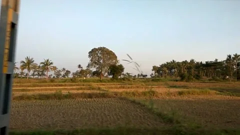 Coconut trees along train track Stock Footage 154271308