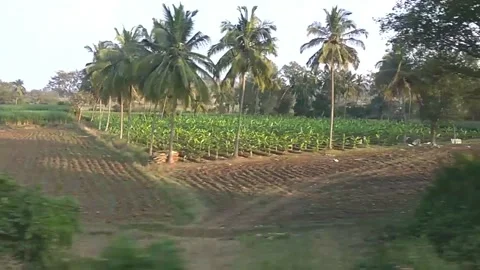 Coconut trees along train track 動画素材 154302345