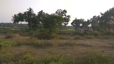 Coconut trees along train track Stock Footage 154302573