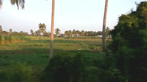 Coconut trees along train track Stock Footage 154302996
