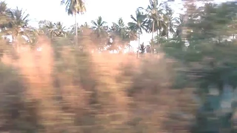 Coconut trees along train track 스톡 동영상 154303185
