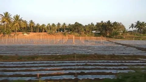 Coconut trees along train track Stock Footage 154303208