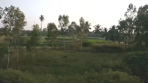 Coconut trees along train track Video stock 154307321