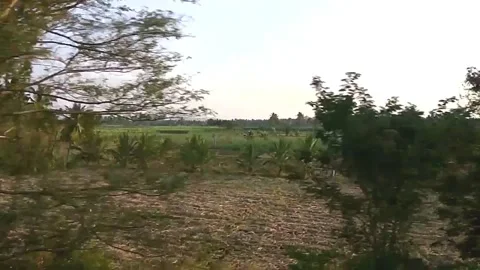 Coconut trees along train track Stock Footage 154307339