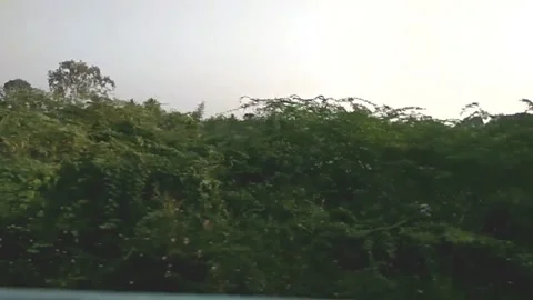 Coconut trees along train track Stock Footage 154307643