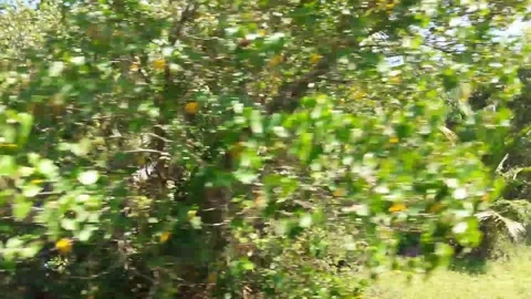 Coconut trees along train track Stock Footage 154947189