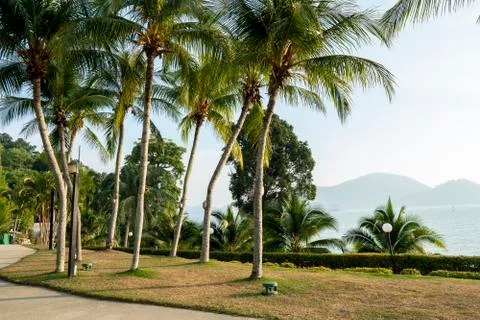 Coconut trees along walking path at seaside Stock Photos