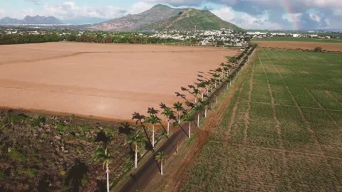 Coconut trees alongside road Stock Footage 229186454