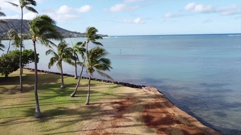 Coconut trees amidst backdrop of Koko Head Stock Footage 131791908
