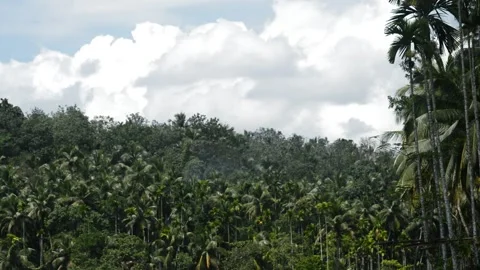 Coconut trees and the blue sky Stock Footage 138856811