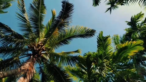 Coconut trees and blue sky Stock Footage 245194110
