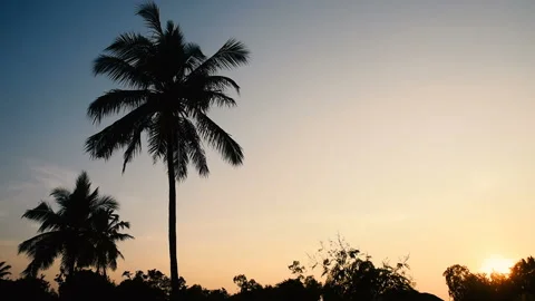 Coconut trees and clear sky at sunset Stock Footage 146258927