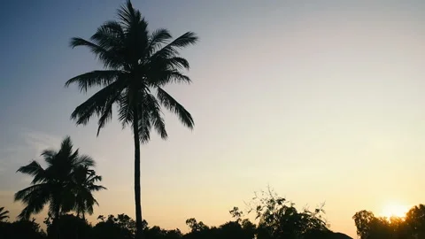 Coconut trees and clear sky at sunset Stock Footage 146259089