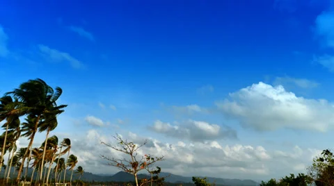 Coconut trees and clouds in the sky Stock Footage 39614177