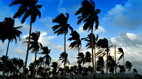 Coconut trees and clouds in the sky Stock Footage 39614202