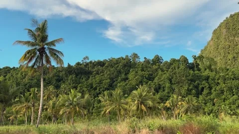 Coconut trees and forests of jayapura city Stock Footage 300680357