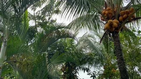 Coconut trees and palm trees Stock Footage 234032822