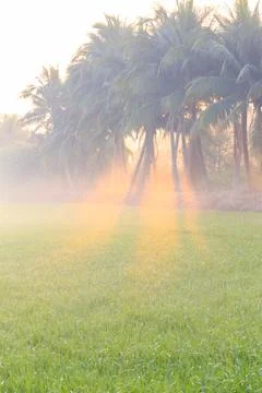 Coconut trees and ray of light over rice field Stock Photos