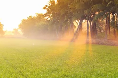 Coconut trees and ray of light over rice field Stock Photos