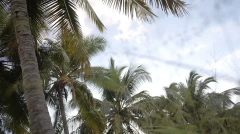 Coconut trees and sky 2 Stock Footage 51749055