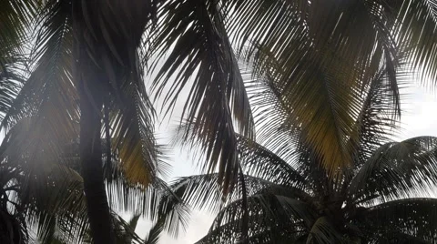 Coconut trees and sky 3 Stock Footage 51749131