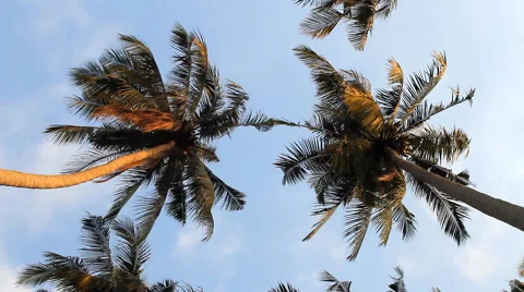 Coconut trees and sky Stock Footage 39982777