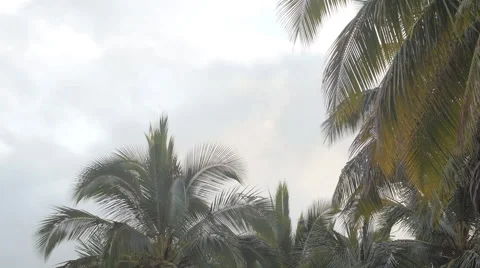 Coconut trees and sky Stock Footage 51749041