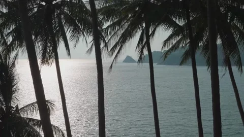 Coconut trees and summer beach in Phuket Stock Footage 245285143