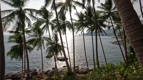 Coconut trees and summer beach in Phuket Stock Footage 245285275