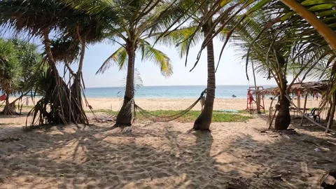 Coconut trees and summer beach in Phuket Stock Footage 245285283
