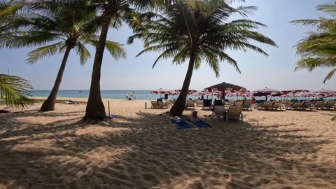 Coconut trees and summer beach in Phuket Video stock 245285289