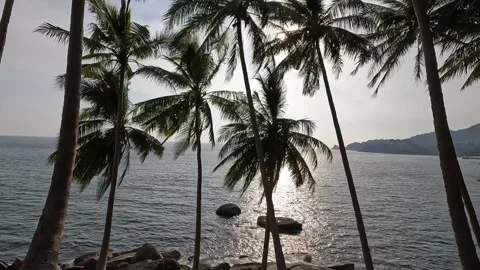 Coconut trees and summer beach in Phuket Stock Footage 245285293