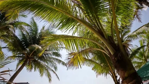 Coconut trees and summer beach in Phuket Stock Footage 245285299