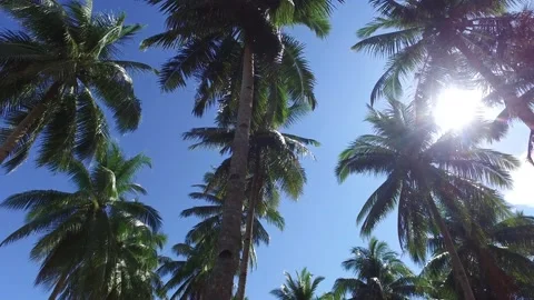 COCONUT TREES AND SUN Stock Footage 130511569