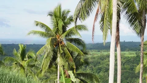 Coconut trees and tropical vibes Stock Footage 320097983