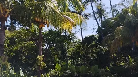 Coconut trees and various trees adorn the sky clouds are very beautiful Stock Footage 223841390