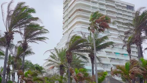 Coconut trees are blown in front of the building. 動画素材 93898716