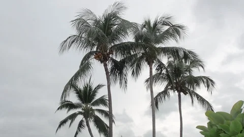 Coconut trees on background of blue sky .wind biowing leaves swaying. Stock Footage 124683119