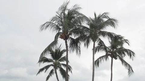 Coconut trees on background of blue sky .wind biowing leaves swaying. Stock Footage 124864525