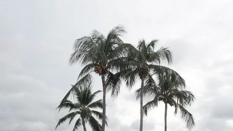 Coconut trees on background of blue sky .wind biowing leaves swaying. Stock Footage 124864607