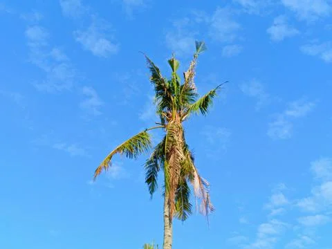 Coconut trees with background of blue sky. Stock Photos