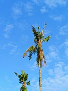 Coconut trees with background of blue sky. Stock Photos
