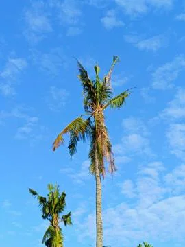 Coconut trees with background of blue sky. Stock Photos