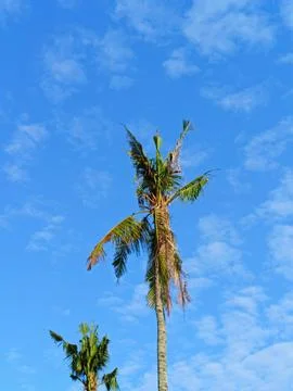 Coconut trees with background of blue sky. Stock Photos